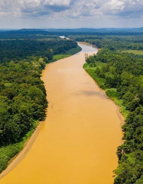 Dronefoto af Kinabatangan-floden, Borneo
