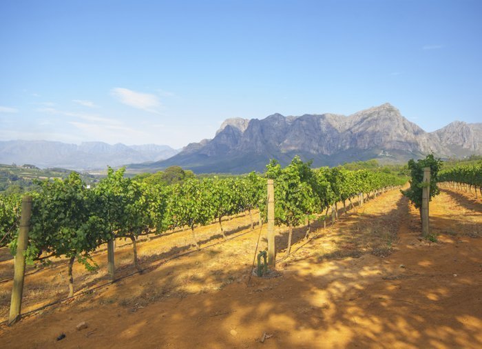 Cape Winelands