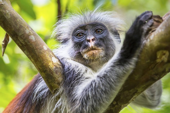 Den røde colobus abe i Jozani Chwaka Bay Nationalpark