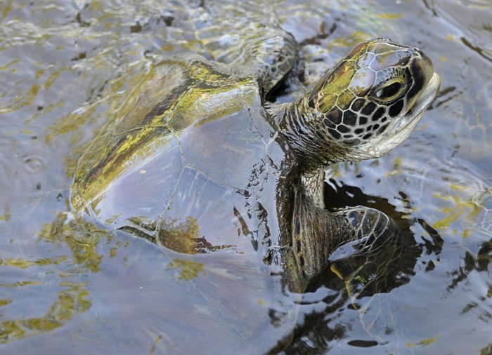 Skildpadde i Jozani Chwaka Bay Nationalpark