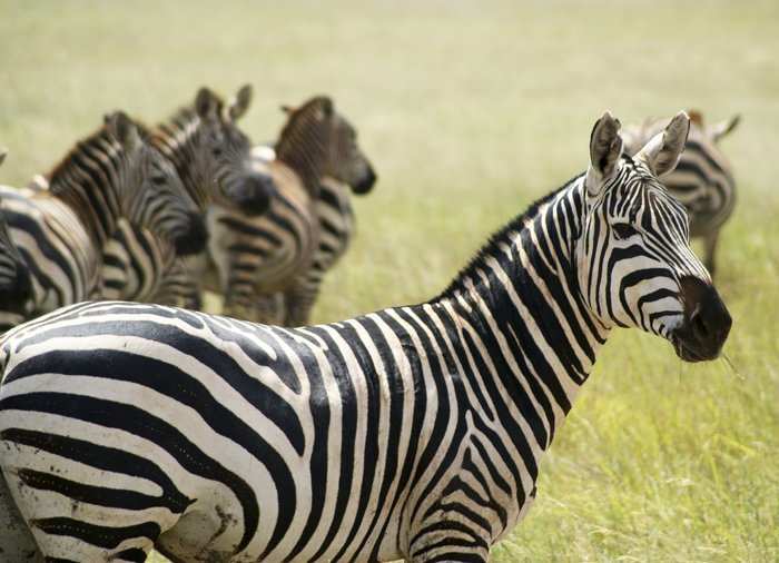 Zebraer i Tsavo East