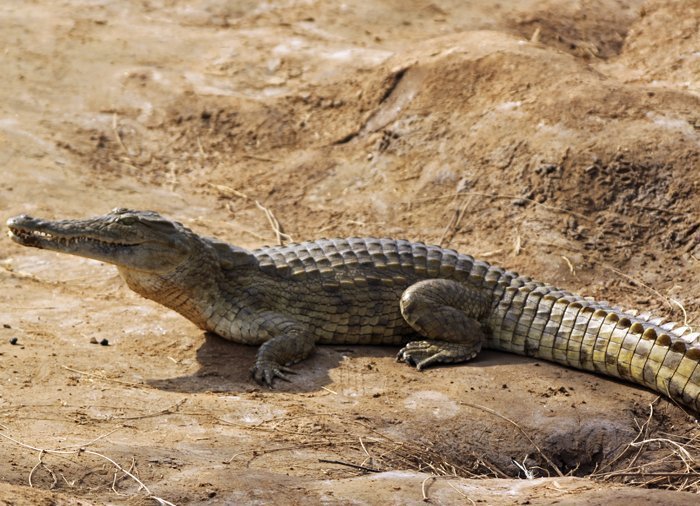 Krokodille i Tsavo East