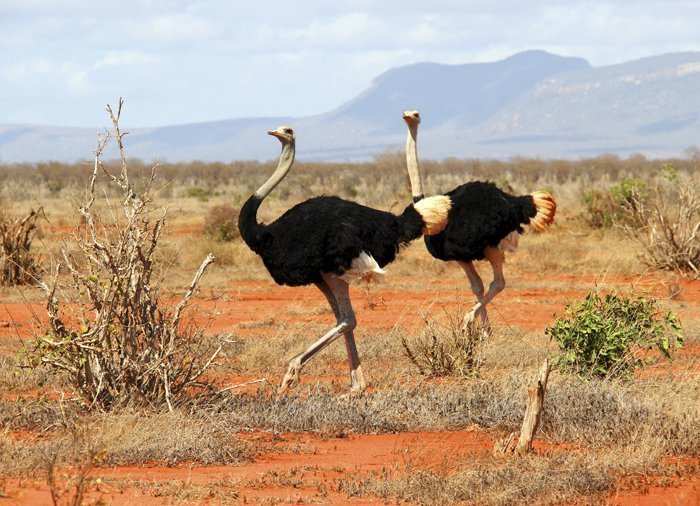 Strudse i Tsavo East