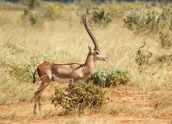 Gazelle Tsavo East