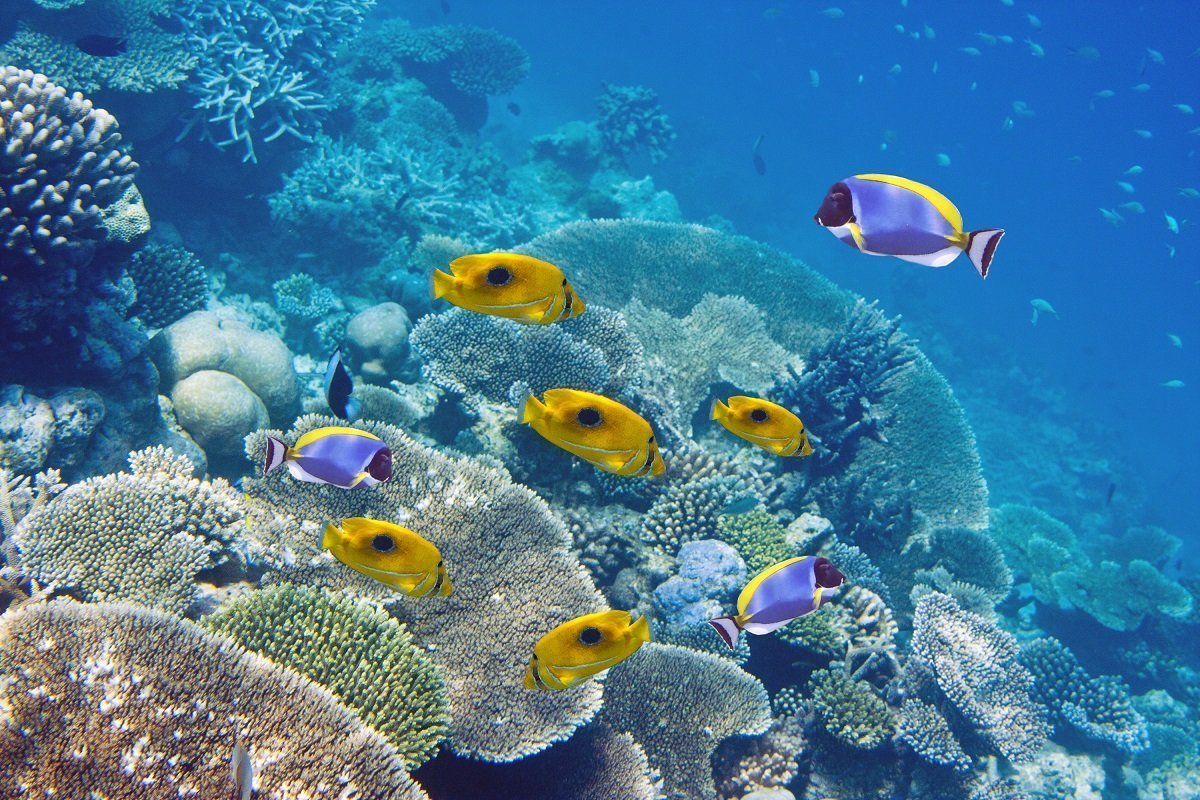 Mauritius' farvestrålende koralrev