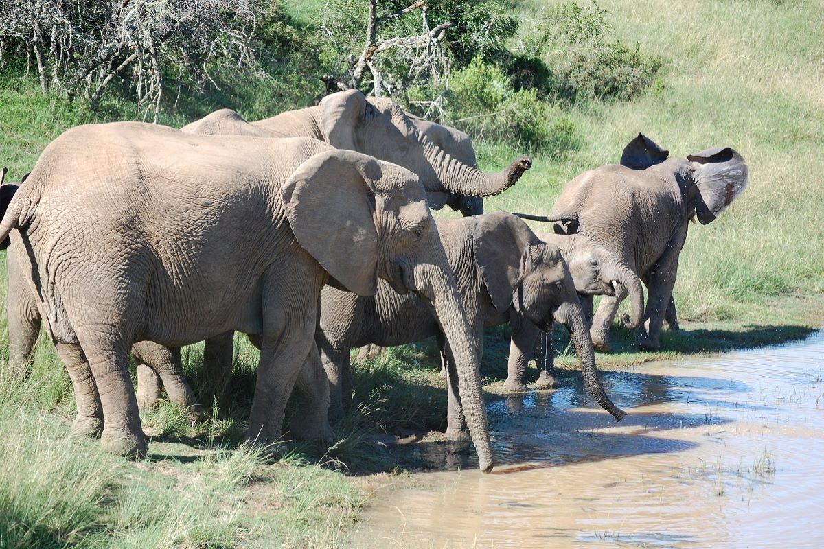 sydafrika safari og badeferie