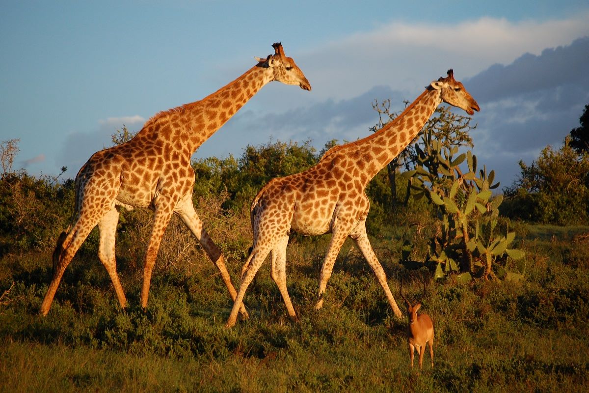 sydafrika safari og badeferie