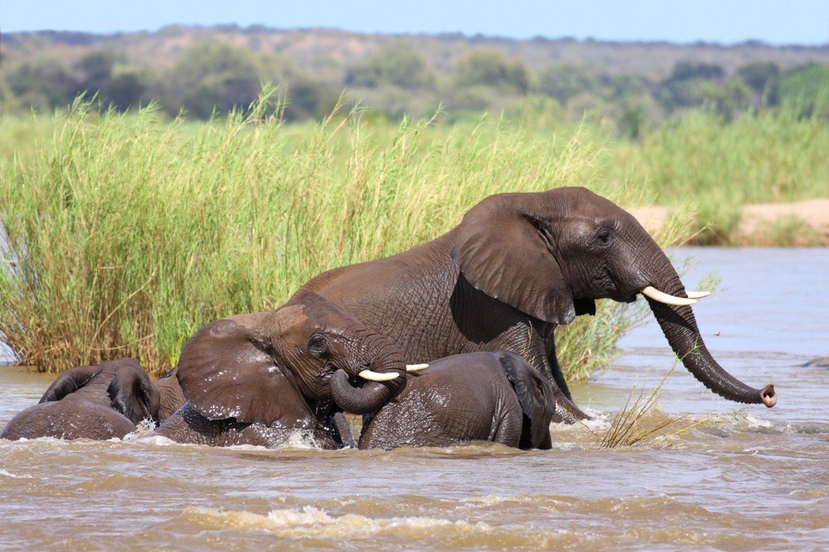 sydafrika safari og badeferie