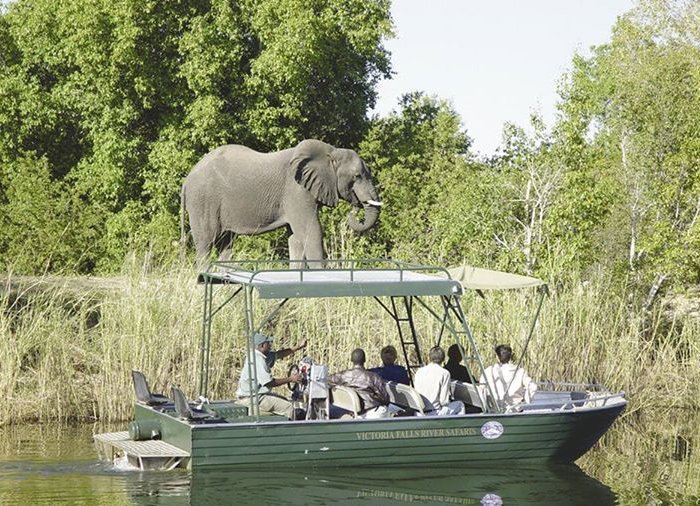 River-safari på Zambezi floden
