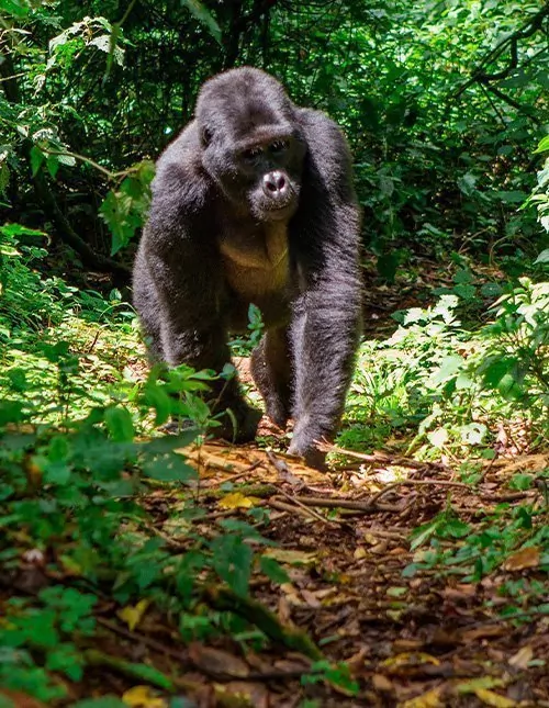 Safari i Uganda & gorilla-tracking