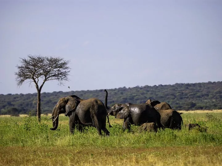 Safari i Tanzania - 4 nationalparker