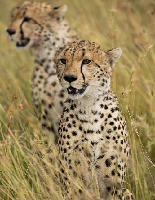 Safari i Serengeti & Ngorongoro og badeferie på Zanzibar