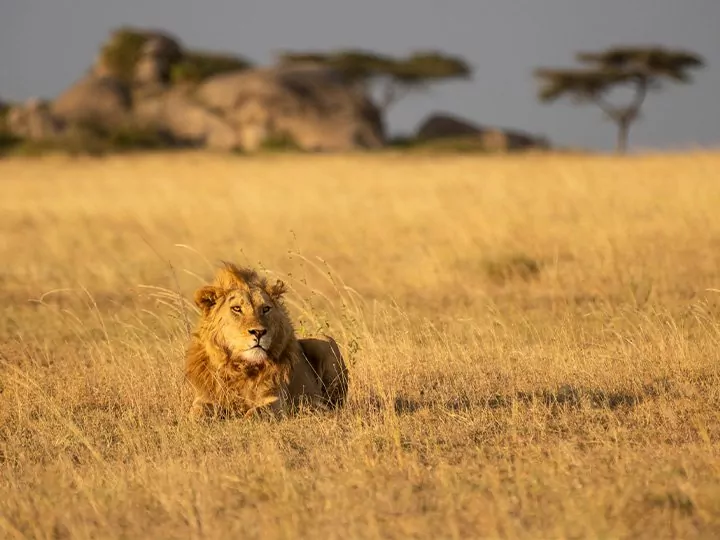 Safari i Serengeti & Ngorongoro