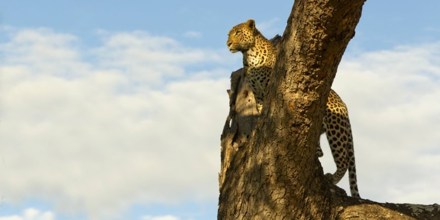 Leopard i Kruger