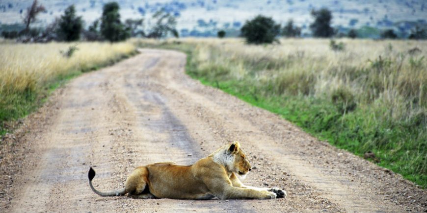 Løve i Ngorongoro