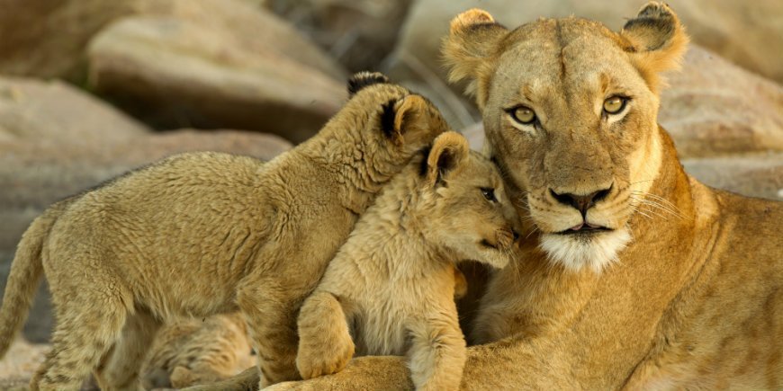 Dyreunger i Kruger