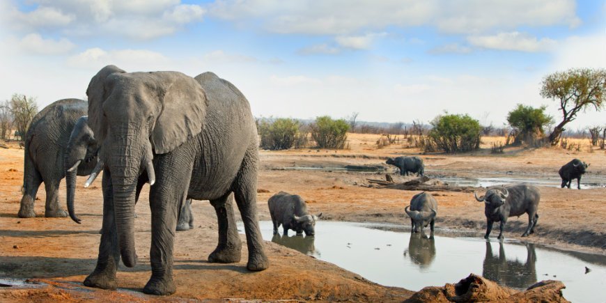 Elefant og buffalo