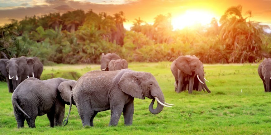 Elefanter i Sydafrika