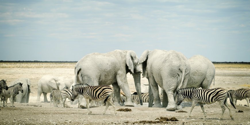 Etosha National Park
