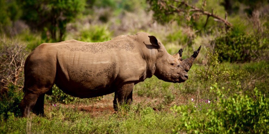 Kruger safari rhino