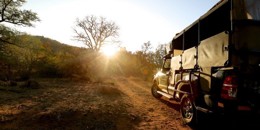 Safari