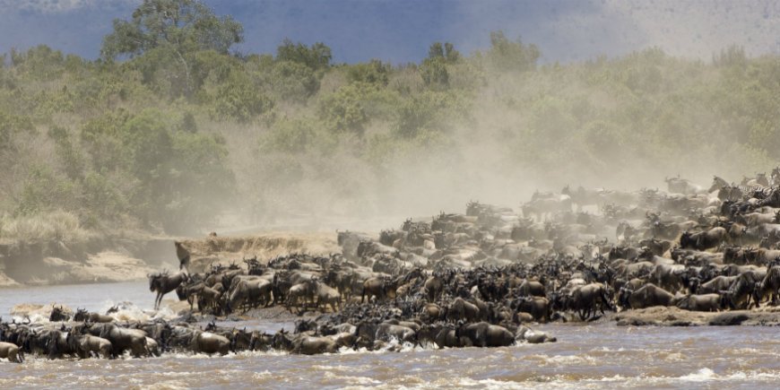 Serengeti migration