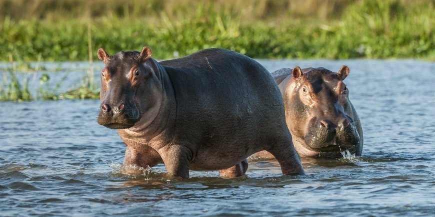 hippo Chobe River