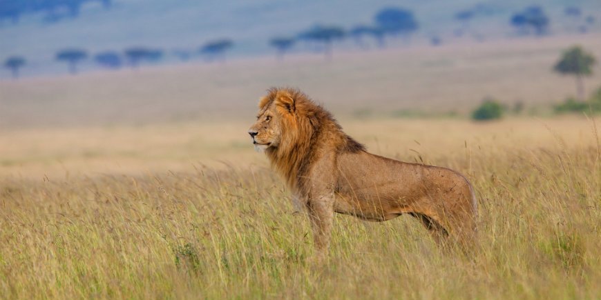 løve Masai Mara