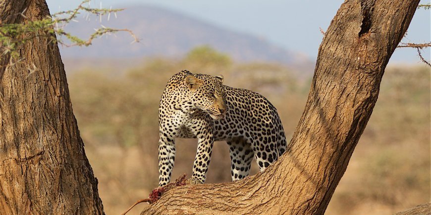 Leopard i Samburu Kenya