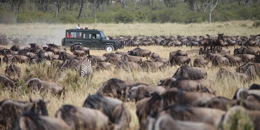 migrationen fra safaribil
