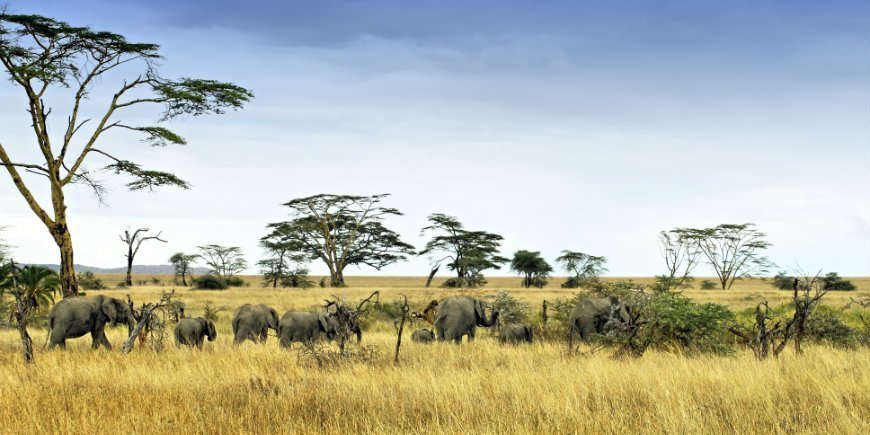 Elefanter på savannen i Serengeti