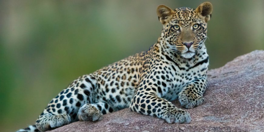 Leopard i Serengeti