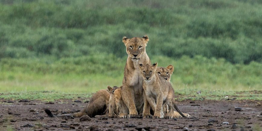 Regntid i Serengeti