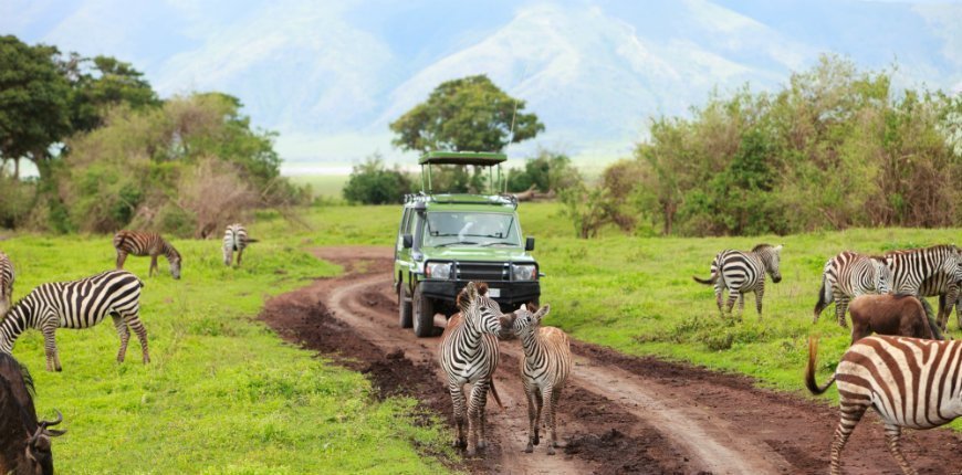 Safaribil og zebraer
