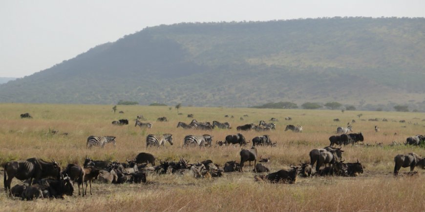 Serengeti juni