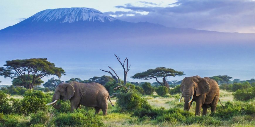Elefanter i Amboseli Nationalpark
