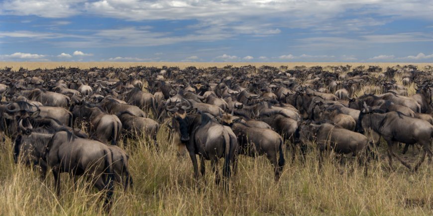 Flokke i Masai Mara Kenya
