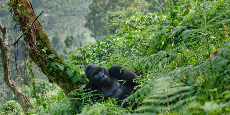 Gorilla i Bwindi impenetrable forest national park