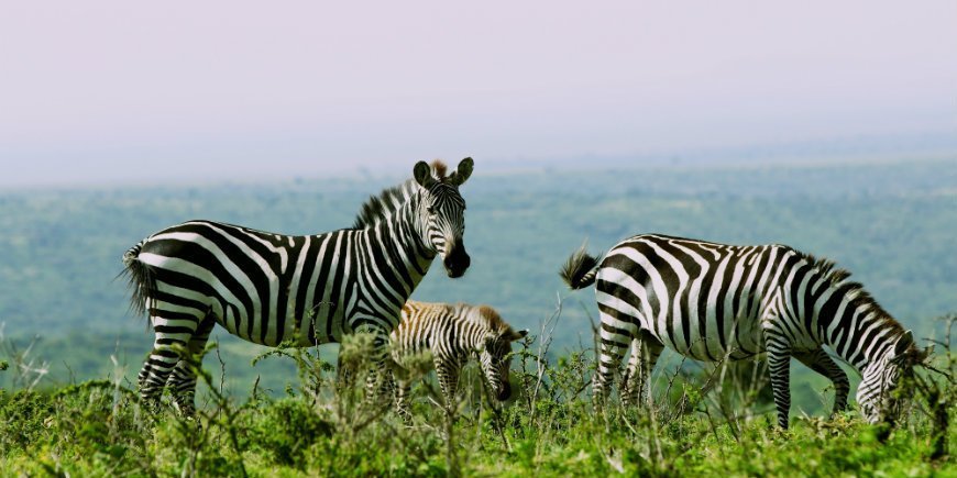 Zebraer i Serengeti Nationalpark
