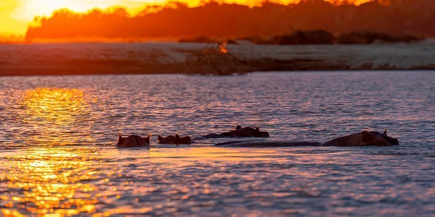 Flodheste bader ved solnedgang i Rufiji River i Nyerere Nationalpark