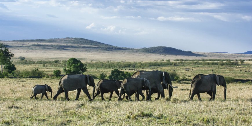 Elefantflok i Masai Mara