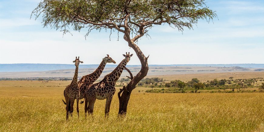 Giraffer på savanne i Masai Mara