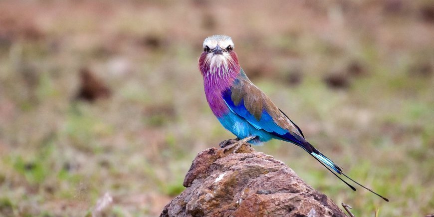 Lillabrystet ellekrage i Masai Mara