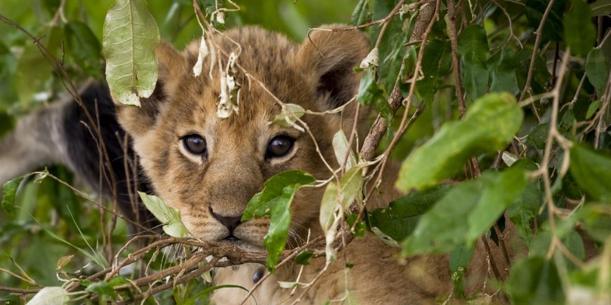 Løveunge i Masai Mara