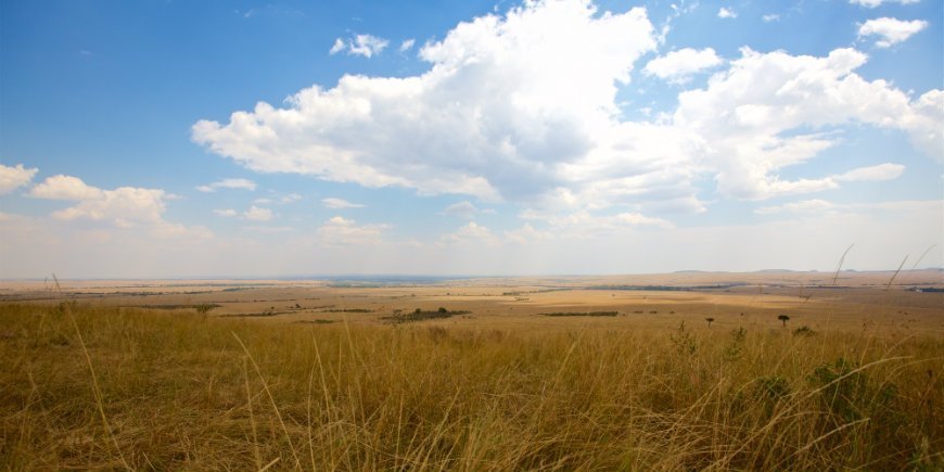 Masai Maras savanne i juli