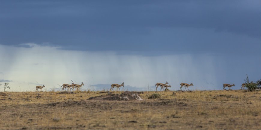 Thompson gazeller og en mørk himmel i Masai Mara