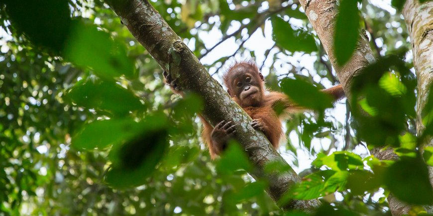 Bukit lawang i Sumatra