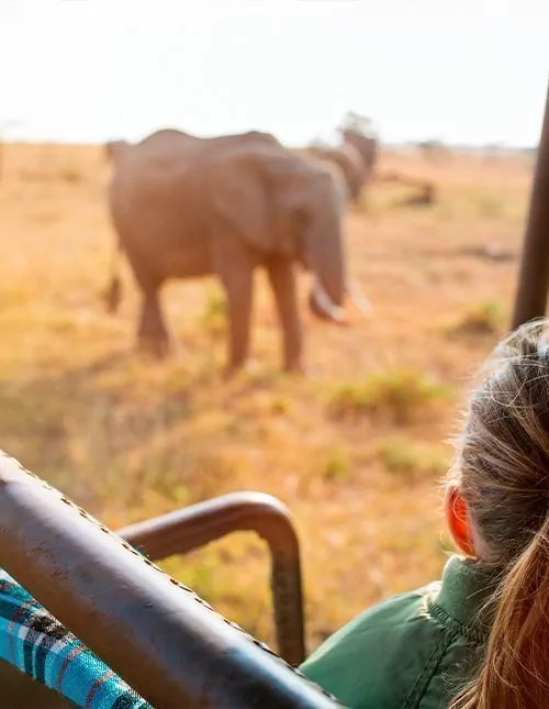 Familiesafari i Kenya