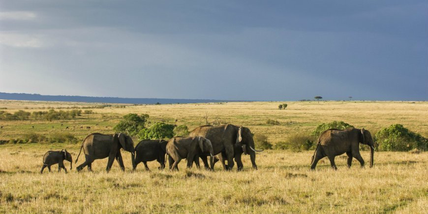 Elefantflok i Masai Mara