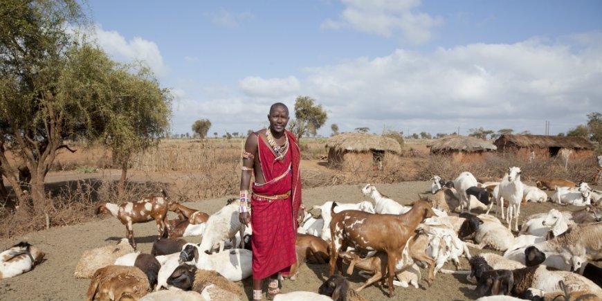 Masai og geder